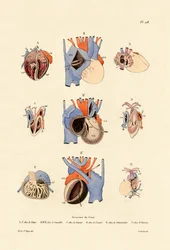 Estructura del Corazón